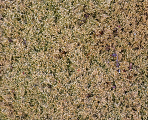 Close up macro moss texture on wall and ground, pattern background.