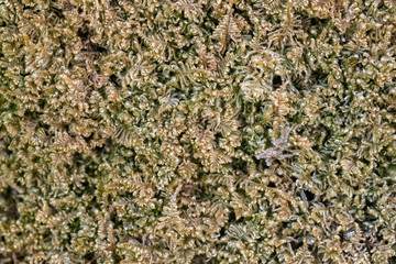 Green moss plant texture background. Grunge close up macro shot of natural pattern of forest grass.