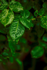 Green leaf with raindrops abstract textured background. Close up of rose leaves background. Vintage style. Nature dark green background with copy space. Spring concept.Tropical foliage. Freshness
