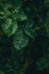 Dark green leaf with raindrops abstract textured background. Macro of dark leaves background. Vintage style. Nature dark green background with copy space. Spring concept.Tropical foliage. Freshness