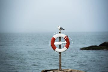 Seagull on buoy watching out for bathers © Stefan