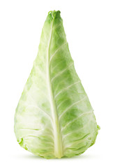 Fresh green field pointed cabbage