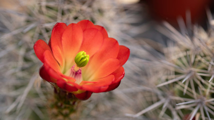 Beautiful Claret Cactus flower blooming