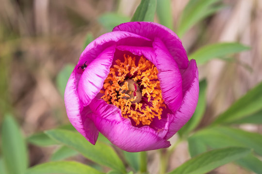 Wild peony flower pink bloom forst macro nature woodland Paeonia blossom