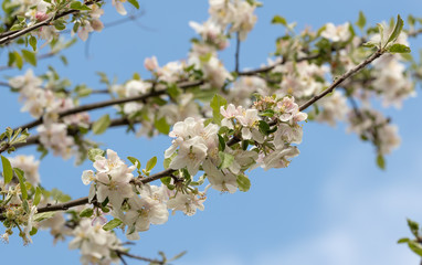Obraz premium Apple tree spring blossom. White flowers against blue sky nature background. Appl tre blooming. Appletree branch beautyful natural wallpaper. 