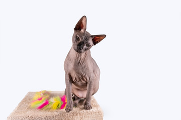 Portrait of a pretty sphinx indoors, bald cat, the cat is on a scratching post, full body, on a...