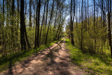 Fototapeta na wymiar A forest path leading through a spring floodplain forest with beautiful backlight and shadows. Wild.