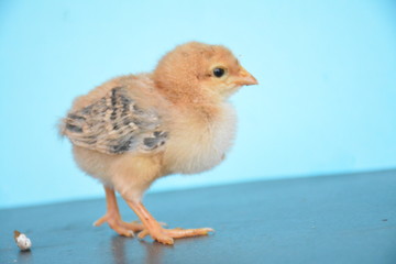 chicks are very cute with their colors and feathers
