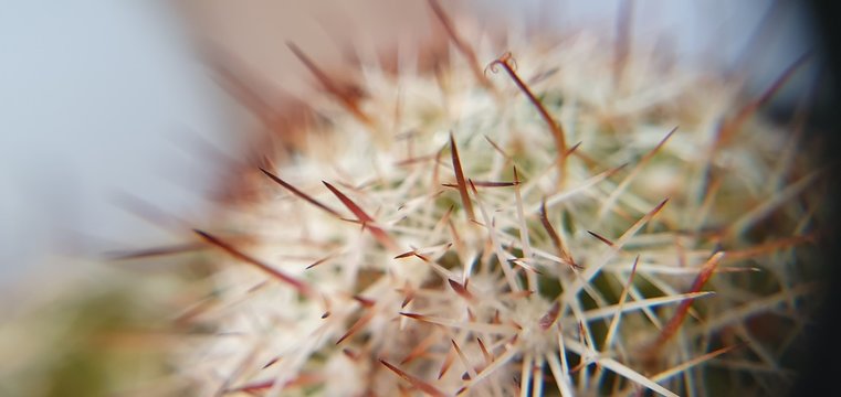 primo piano aghi di cactus