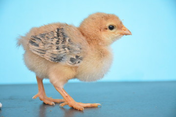 chicks are very cute with their colors and feathers