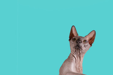 Portrait of a pretty sphinx indoors, bald cat, right in the photo, looksupwards on a green...