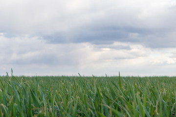 Young green wheat corn grass sprouts field on spring rainy day with clouds in countryside agriculture close-up