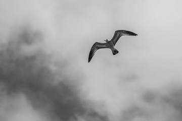 Bird Flying Overhead Black And White