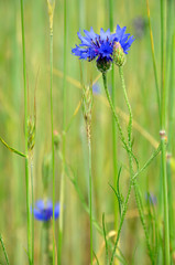 summer wildflowers blue cornflowers on a green field  close-up