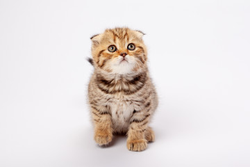 Obraz premium Ginger striped scottish fold kitten