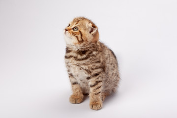 Fototapeta na wymiar Ginger striped scottish fold kitten