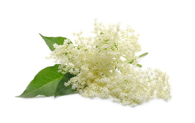 Elder, elderberry plant with young flowers and leaves isolated on white background