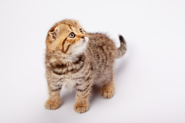 Ginger striped scottish fold kitten