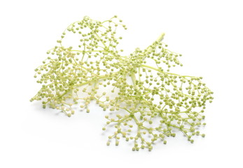 Elder, elderberry plant with young buds, seeds isolated on white background