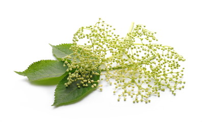 Elder, elderberry plant with young flowers and leaves isolated on white background