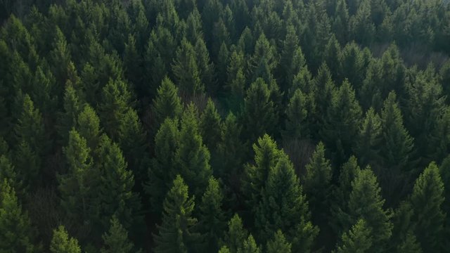 Fly over the colourful trees in a wood. Tops of a fir trees.