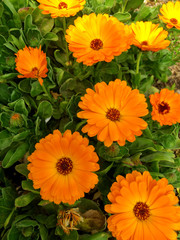 Double orange Flowers. Calendula close up