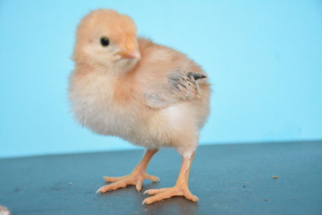 chicks are very cute with their colors and feathers