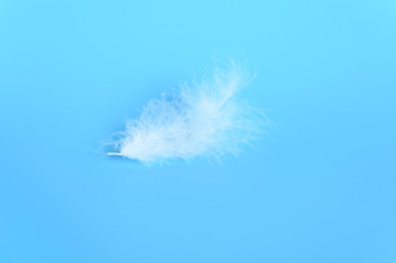 white fluffy bird feather from a chicken on a blue background