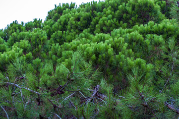 moss on a tree