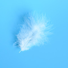 white fluffy bird feather from a chicken on a blue background. square