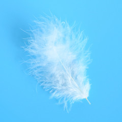 white fluffy bird feather from a chicken on a blue background. square