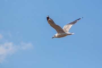 Bird Seagull Flying Blue Sky Wings Flapping