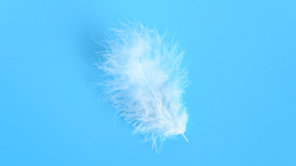 white fluffy bird feather from a chicken on a blue background. banner