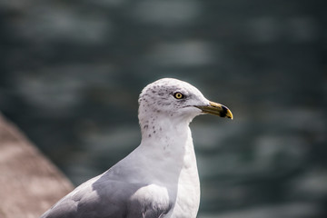 Seagull Bird Profile On Dock
