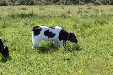 Breton Pie Noire calf grazing in a field
