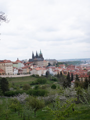 Fototapeta na wymiar view of the old prague and prazksy castle and the temple of st. vitus in spring in rainy weather