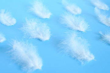 Fototapeta premium group white fluffy bird feather from a chicken on a blue background. regular pattern