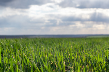 Fototapeta premium Young green wheat corn grass sprouts field on spring sunny day with clouds in countryside agriculture close-up