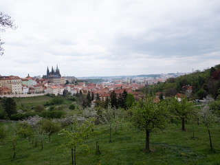 
view of the old prague and prazksy castle and the temple of st. vitus in spring in rainy weather