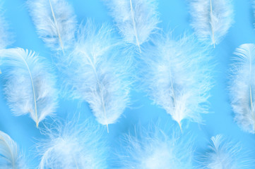 Fototapeta na wymiar group white fluffy bird feather from a chicken on a blue background. regular pattern