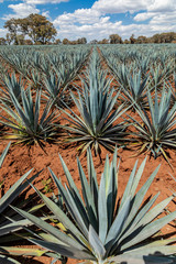 Tequila agave  lanscape