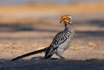 Southern yellow billed hornbill