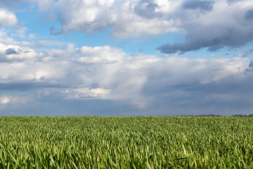 Young green wheat corn grass sprouts field on spring sunny day with clouds in countryside agriculture wide landscape