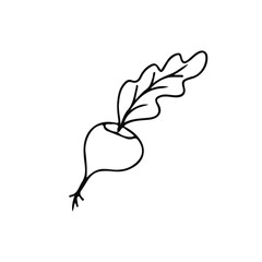 Beetroot in doodle style. Hand drawn vector illustration in black ink isolated on white background. 