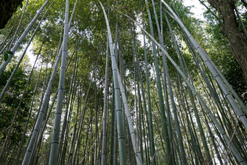 Obraz na płótnie Canvas Arashiyama Bamboo Grove
