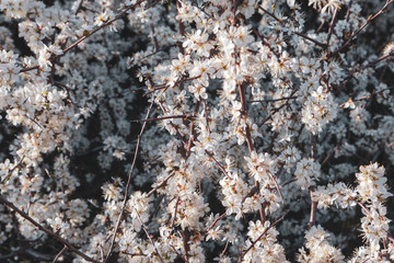 Blackthorn tender white light spring flowers bloom with dark contrast bokeh blurred background. Sunny light natural blossom macro close-up foliage wallpaper