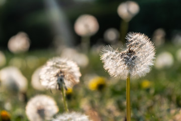 Dandelion on the meadow at sunlight background with shallow focus and copy space