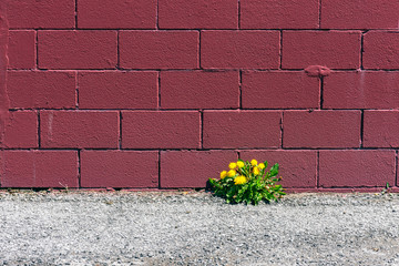 Dandelions grow in a crack beside a red brick or block wall, suggesting the concept of toughness, perseverance, grit and persistence.