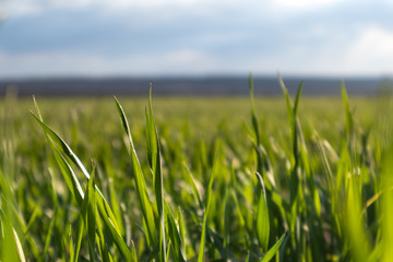 Young green wheat corn grass sprouts rural field on spring sunny day with clouds in countryside agriculture close-up