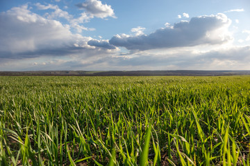 Young green wheat corn grass sprouts field on spring sunny day with clouds in countryside agriculture close-up